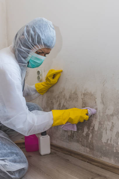 Best Water Damage & Mold Remediation  in Plymouth, CA